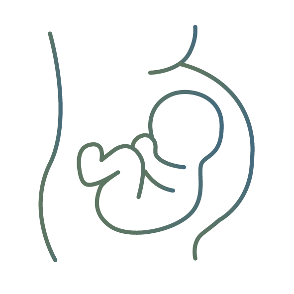 Outline of a fetus in the womb on a white background
